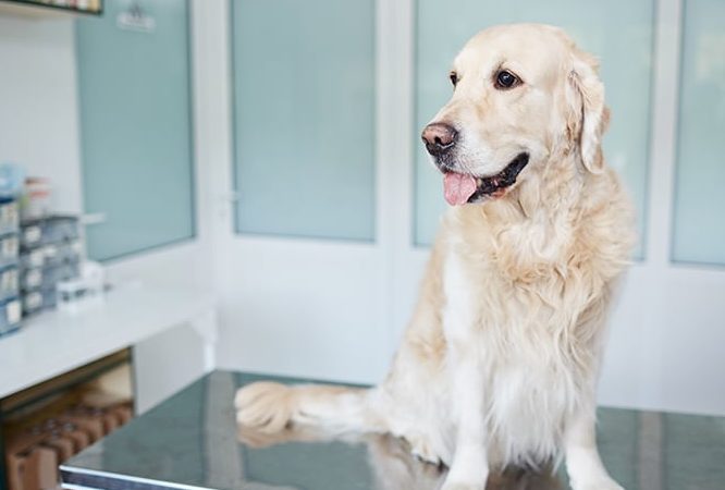 La Granjita Clinica Veterinaria 1 la granjita clinica veterinaria