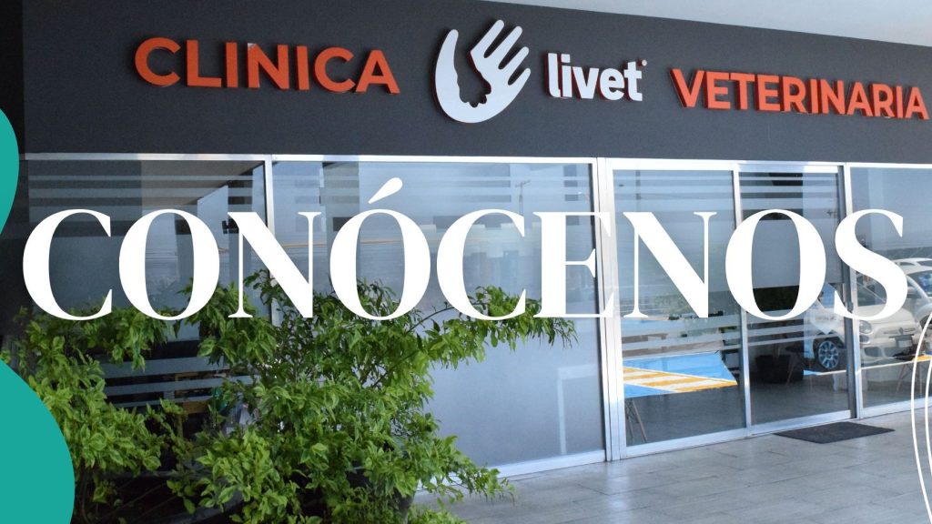 Livet Clínica Veterinaria 1 livet clinica veterinaria