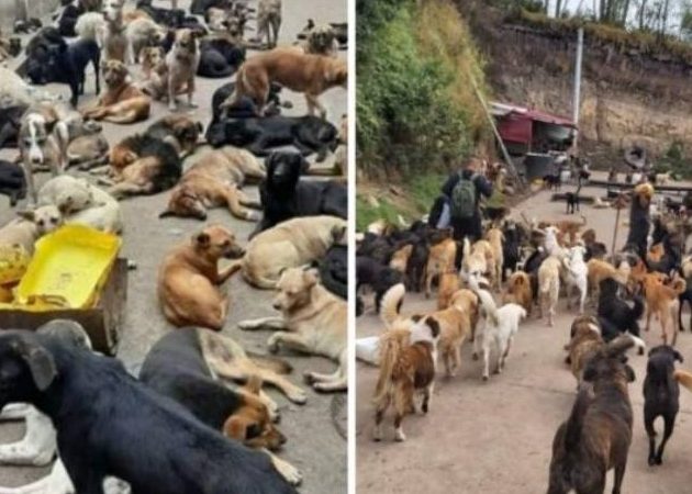 Manada Ipiales 1 manada ipiales