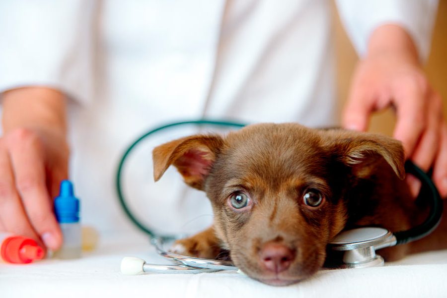 Mascotas-Veterinarios S A S 1 mascotas veterinarios s a s