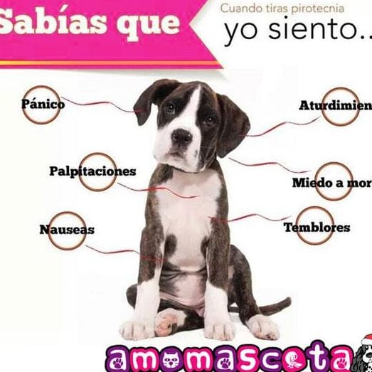 Medical Pets Guaviare 1 medical pets guaviare