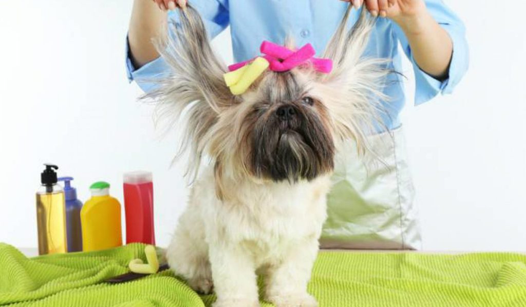 Mi Portal Veterinario 1 mi portal veterinario