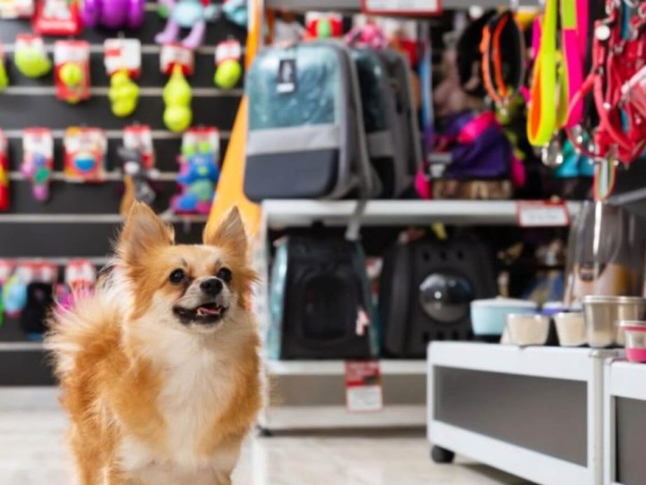 Mosquera Veterinaria The Pet House 1 mosquera veterinaria the pet house