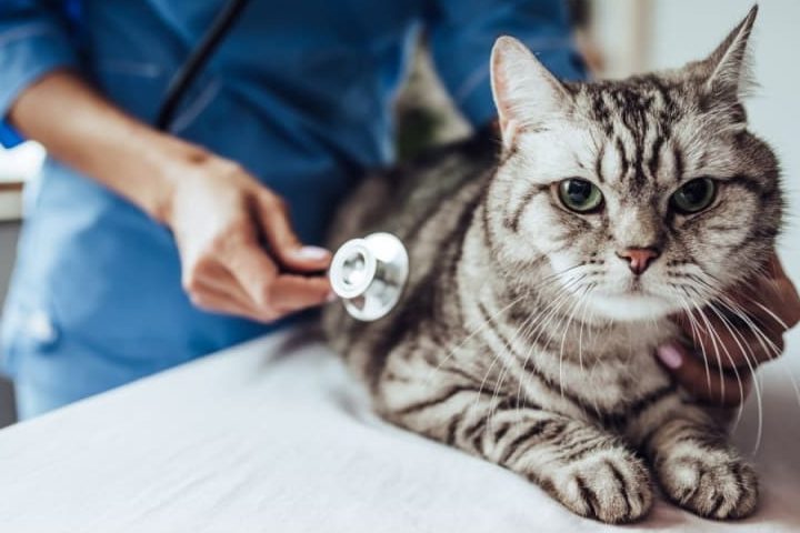 MYCAR VET´S 1 mycar vets