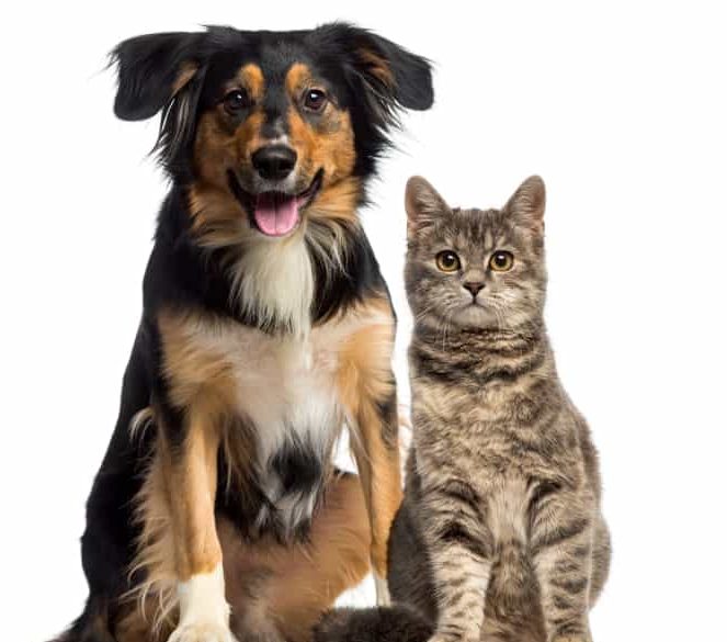 Perros & Gatos | Veterinaria 1 perros gatos veterinaria