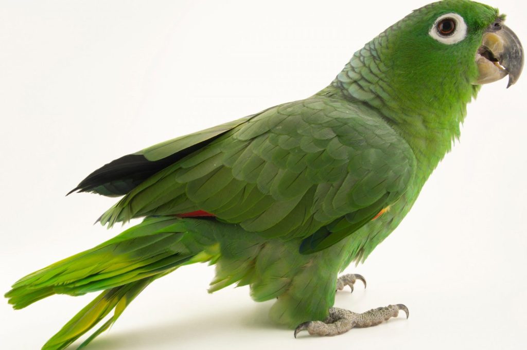 PET SHOP MELGAR 1 pet shop melgar