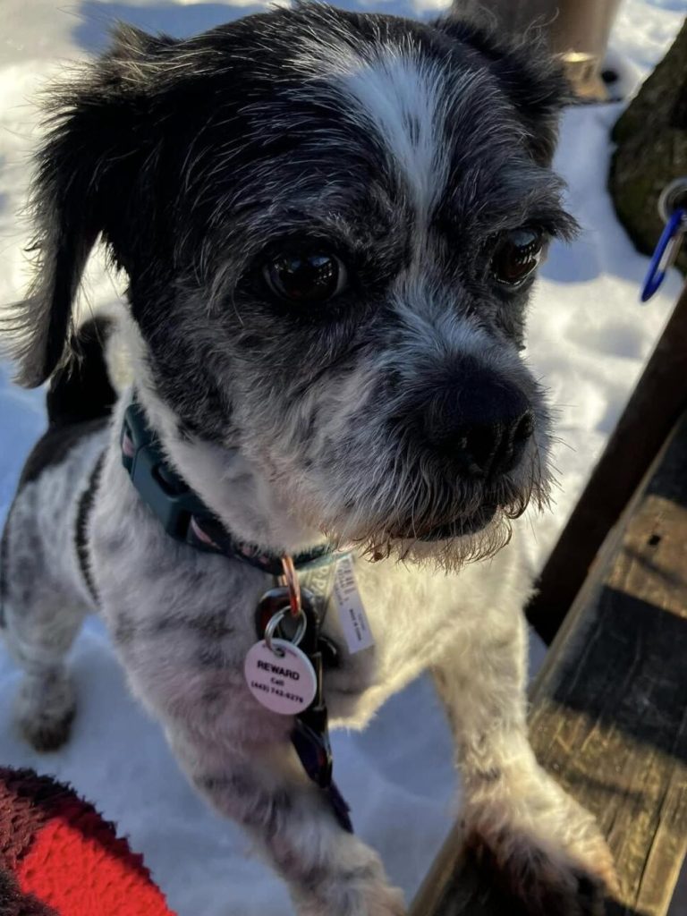 Pets, Chanel & Diversi贸n 1 pets chanel diversion