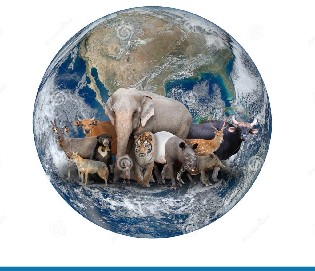 Planeta animal 1 planeta animal