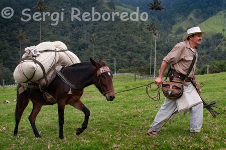 Pocas Pulgas Calarcá 1 pocas pulgas calarca