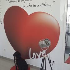 Prluqueria Canina Con Amor 1 prluqueria canina con amor