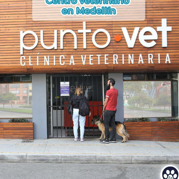 punto vet clinica veterinaria