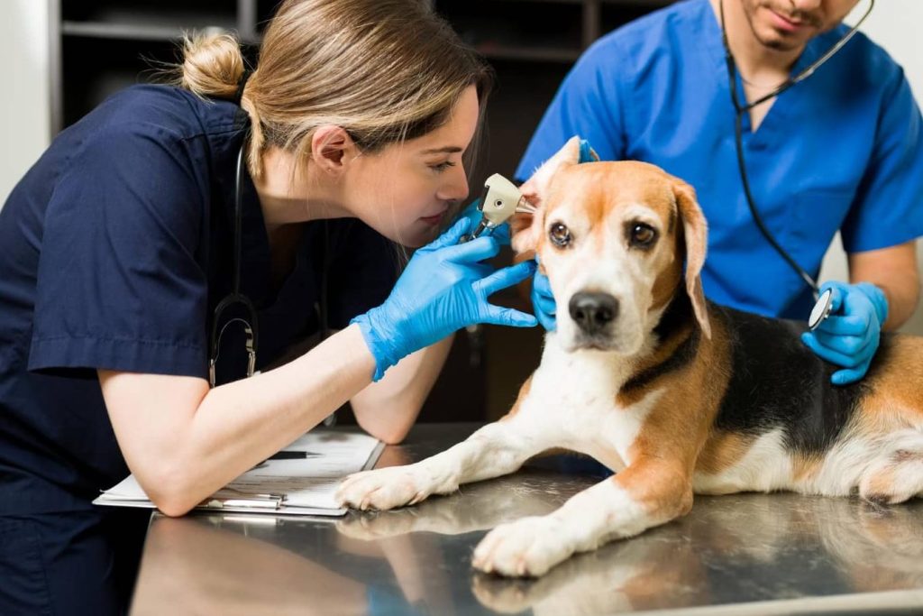 servicios veterinarios