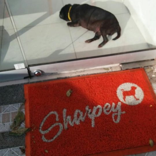 Sharpey Clínica Veterinaria 1 sharpey clinica veterinaria