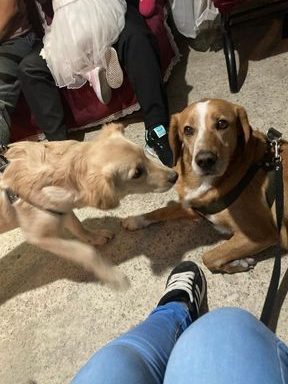 Sibate Pets 1 sibate pets