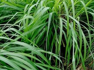 Silmonagro 1 silmonagro