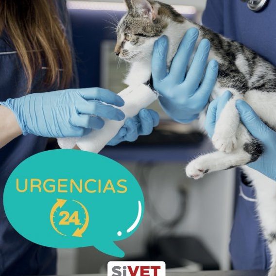 SIVET CENTRO VETERINARIO 1 sivet centro veterinario