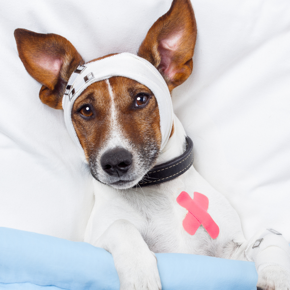 Urgencias para mascotas en cali 24 horas | emergencias veterinarias en cali 24 horas Drs Casta Azul veterinaria cerca de mi 1 urgencias para mascotas en cali 24 horas emergencias veterinarias en cali 24 horas drs casta azul veterinaria cerca de mi