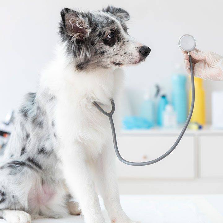 Urgencias veterinarias 24 horas Animal Health 1 urgencias veterinarias 24 horas animal health