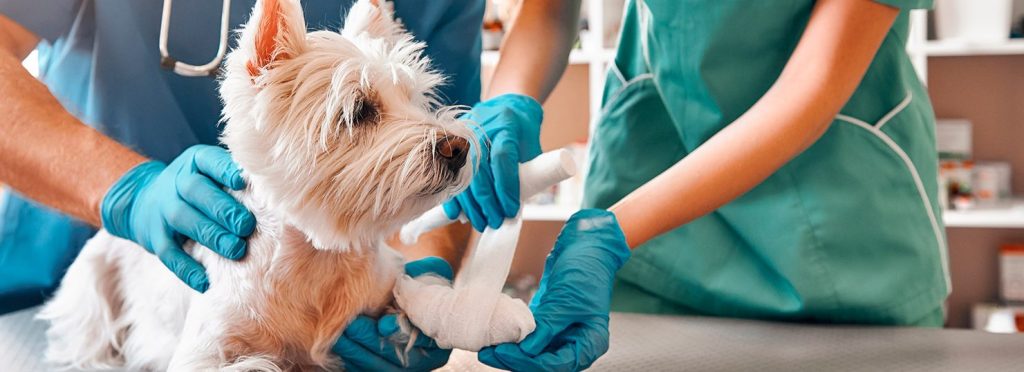 Urgencias Veterinarias II 1 urgencias veterinarias ii