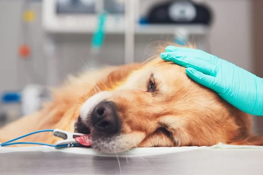 Urgencias Veterinarias 1 urgencias veterinarias