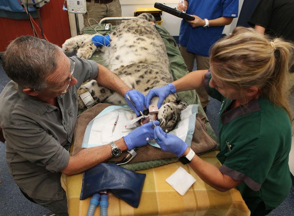 Vet Medical 1 vet medical