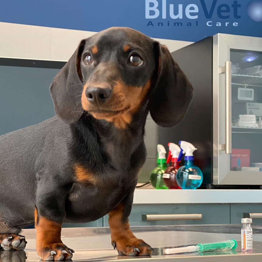 Veterinaria Animal Blue 1 veterinaria animal blue