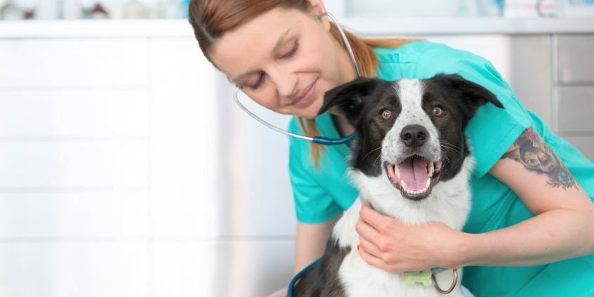 Veterinaria Caninos 1 veterinaria caninos