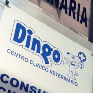 VETERINARIA DINGOS 1 veterinaria dingos