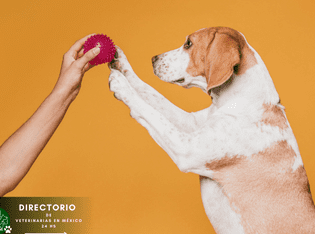 Veterinaria El Campesino 1 veterinaria el campesino