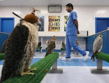 Veterinaria El Halcon 1 veterinaria el halcon