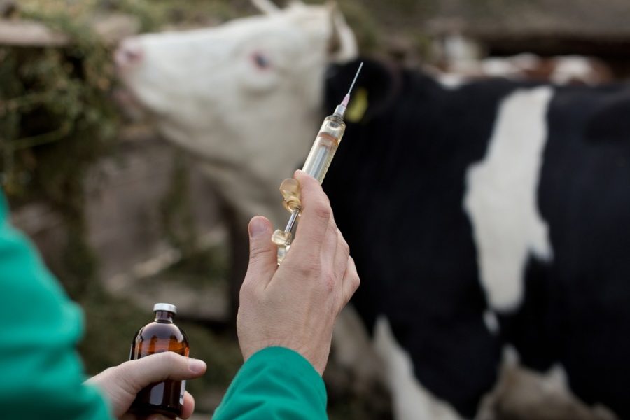 Veterinaria Ganados y Mascotas 1 veterinaria ganados y mascotas