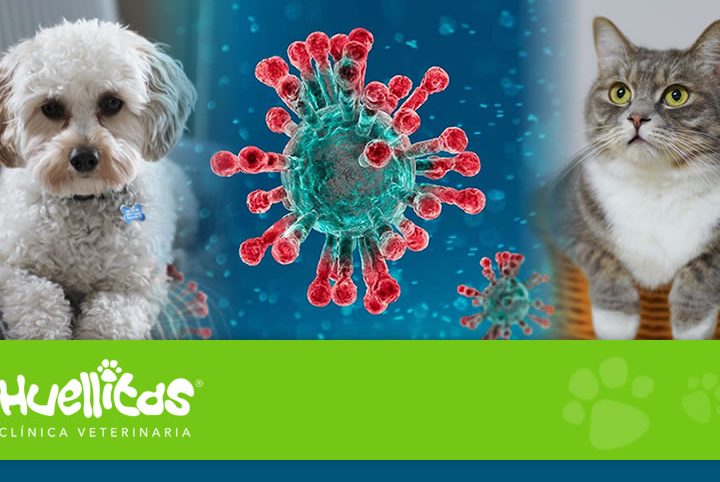 VETERINARIA HUELLITAS CANINAS Y FELINAS 1 veterinaria huellitas caninas y felinas