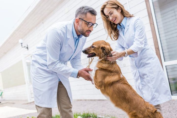 Veterinaria Jecar 1 veterinaria jecar