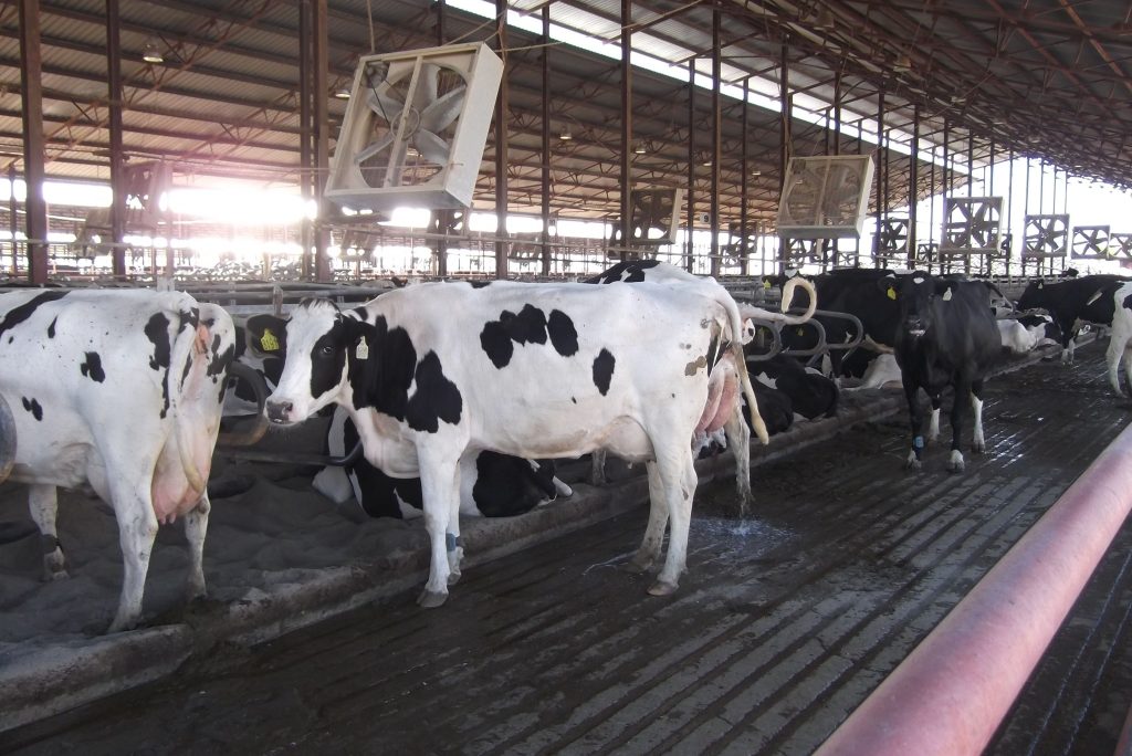 Veterinaria La Vaca Lechera San Jose 1 veterinaria la vaca lechera san jose