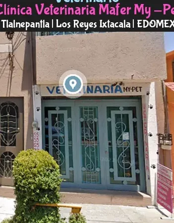 Veterinaria Mafer Dog 1 veterinaria mafer dog
