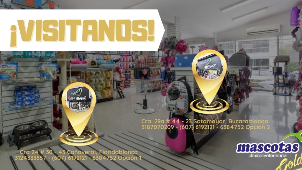 Veterinaria Mascotas Gold Palmas 1 veterinaria mascotas gold palmas