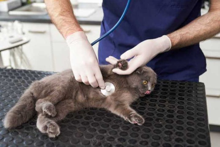 Veterinaria Monte Verde 1 veterinaria monte verde