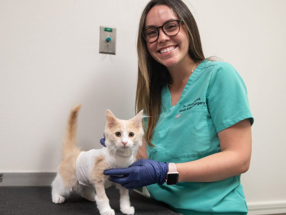 Veterinaria Pinky 1 veterinaria pinky