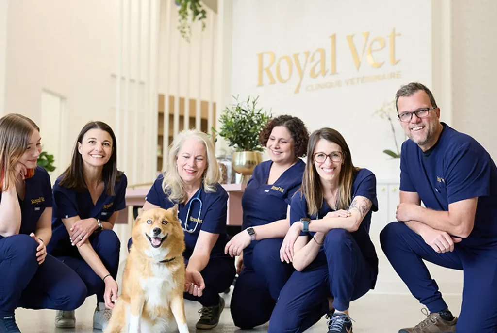 Veterinaria RoyalVet 1 veterinaria royalvet