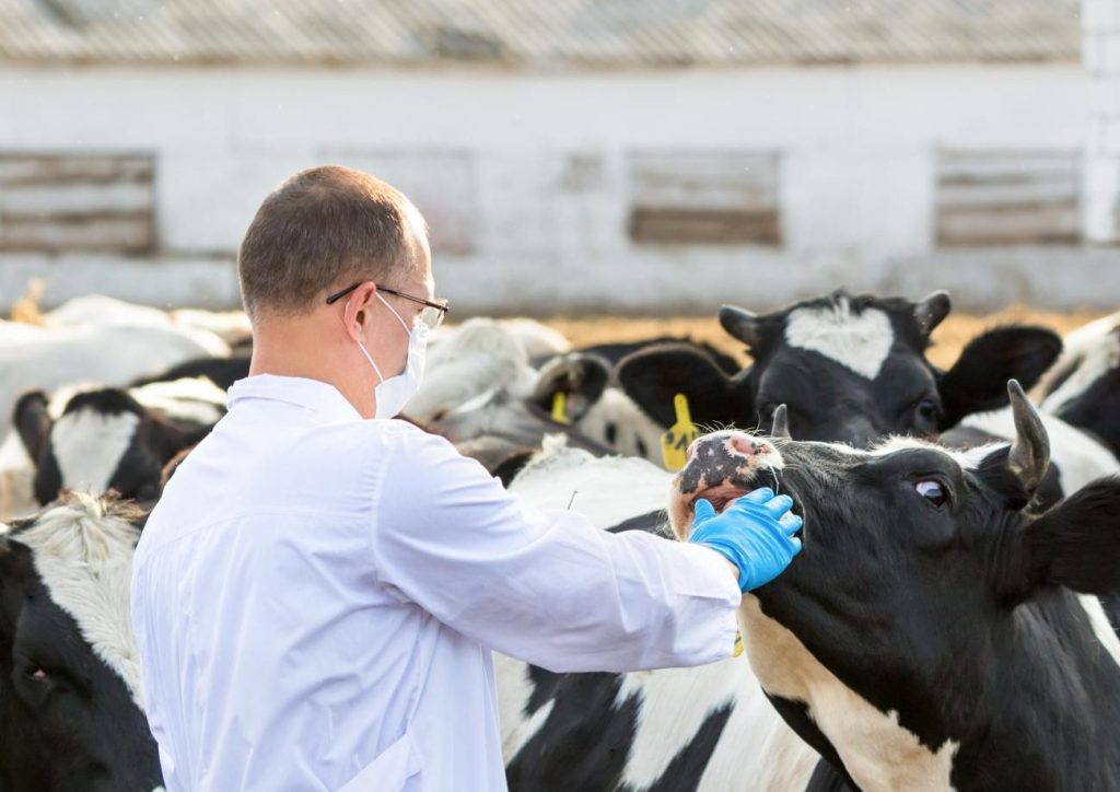 Veterinaria Sanidad animal 1 veterinaria sanidad animal