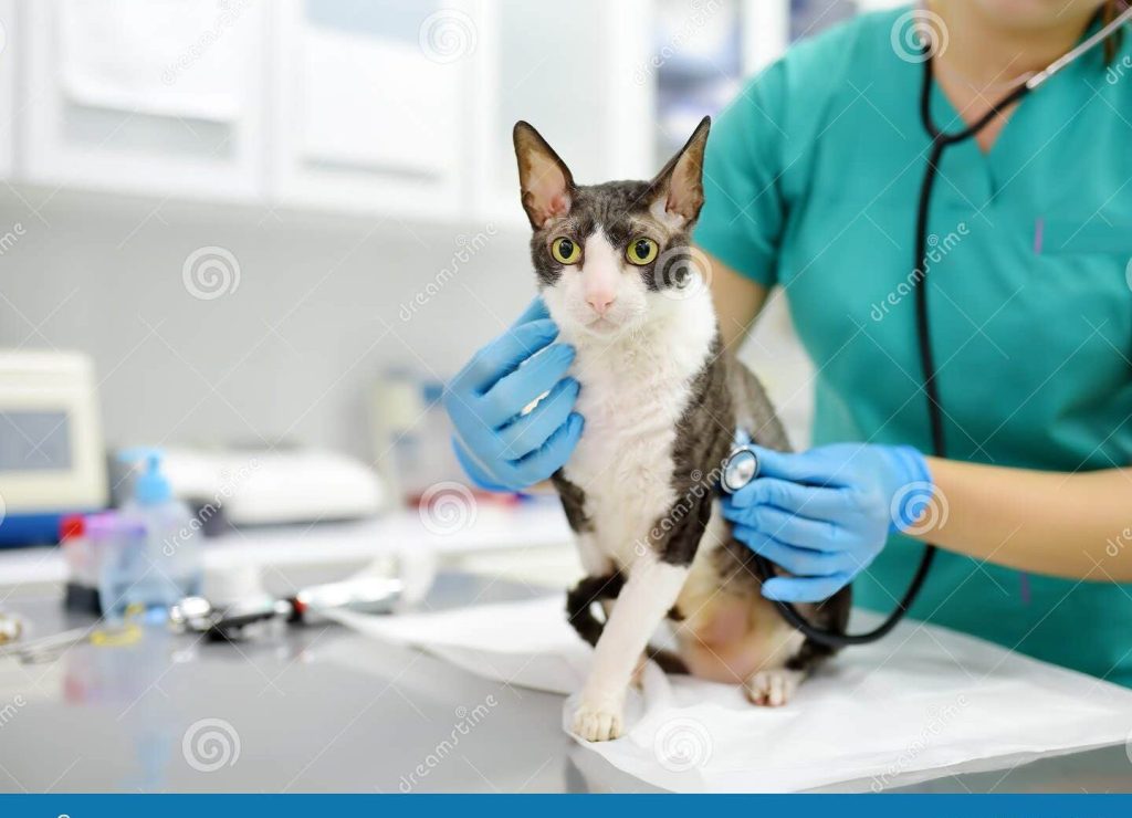 VETERINARIA SOLO PATAS 1 veterinaria solo patas