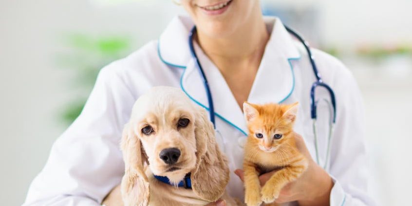 Veterinaria solo perros 1 veterinaria solo perros