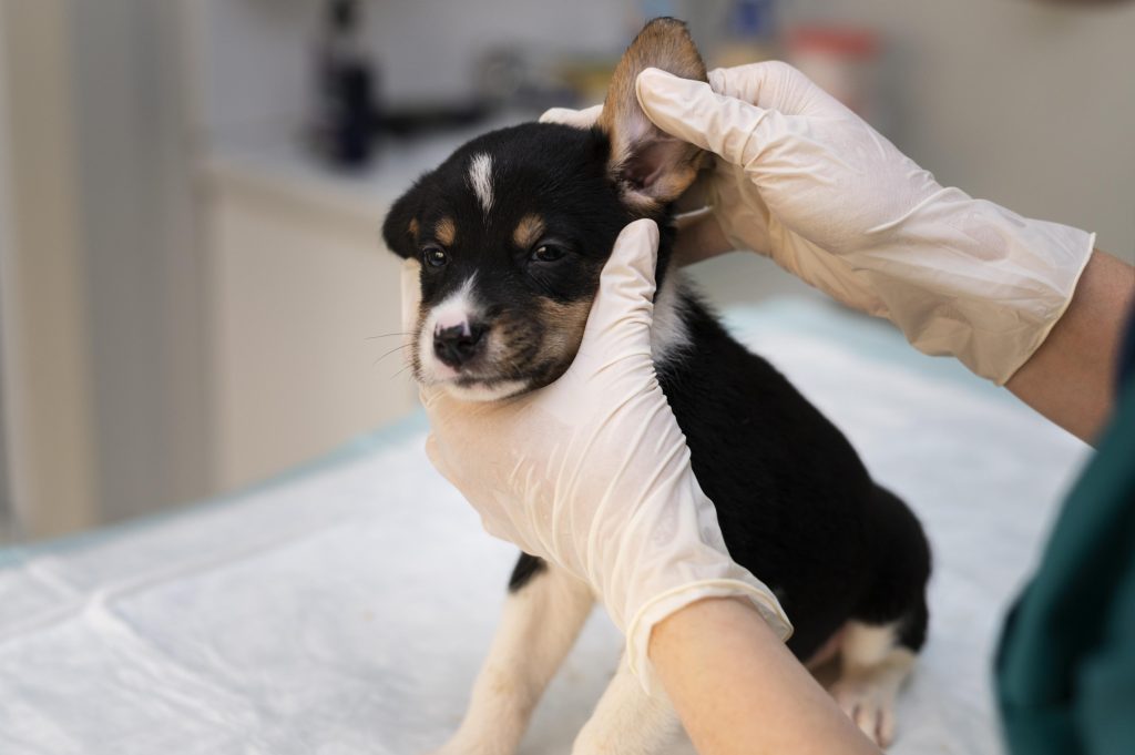 Veterinarias en Amazonas, Colombia: Servicios y Cuidados para Mascotas 1 veterinarias en amazonas colombia servicios y cuidados para mascotas