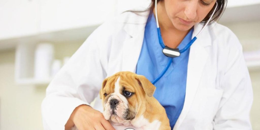 Veterinarias en Boyacá, Colombia 1 veterinarias en boyaca colombia