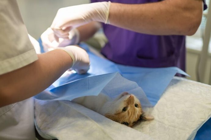 Veterinarias en Girardota, Colombia 1 veterinarias en girardota colombia