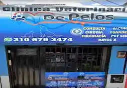 Veterinarias en Ibagué, Colombia 1 veterinarias en ibague colombia