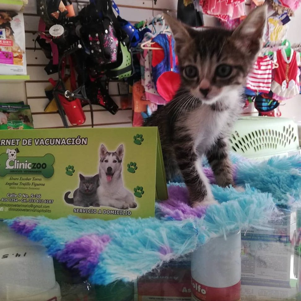 Veterinarias en Pitalito, Colombia 1 veterinarias en pitalito colombia