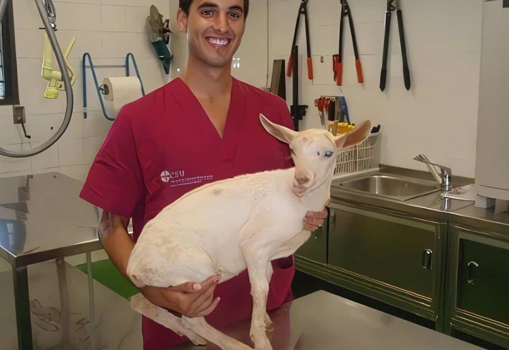 Veterinarias en Quibd贸, Colombia 1 veterinarias en quibdo colombia