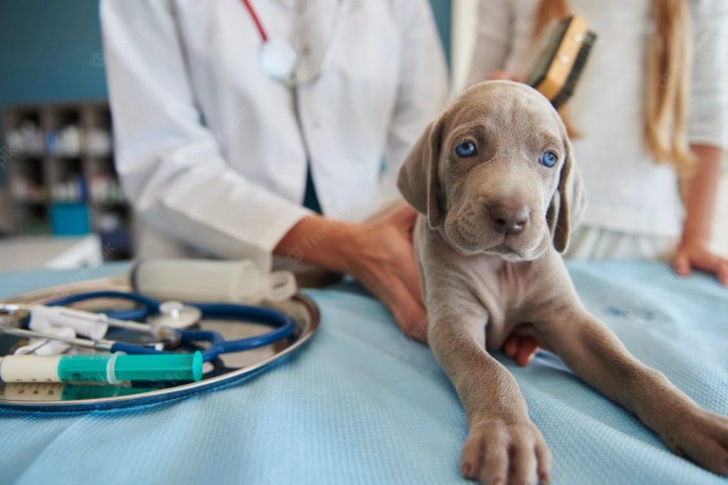 Veterinarias en San José del Guaviare, Colombia 1 veterinarias en san jose del guaviare colombia