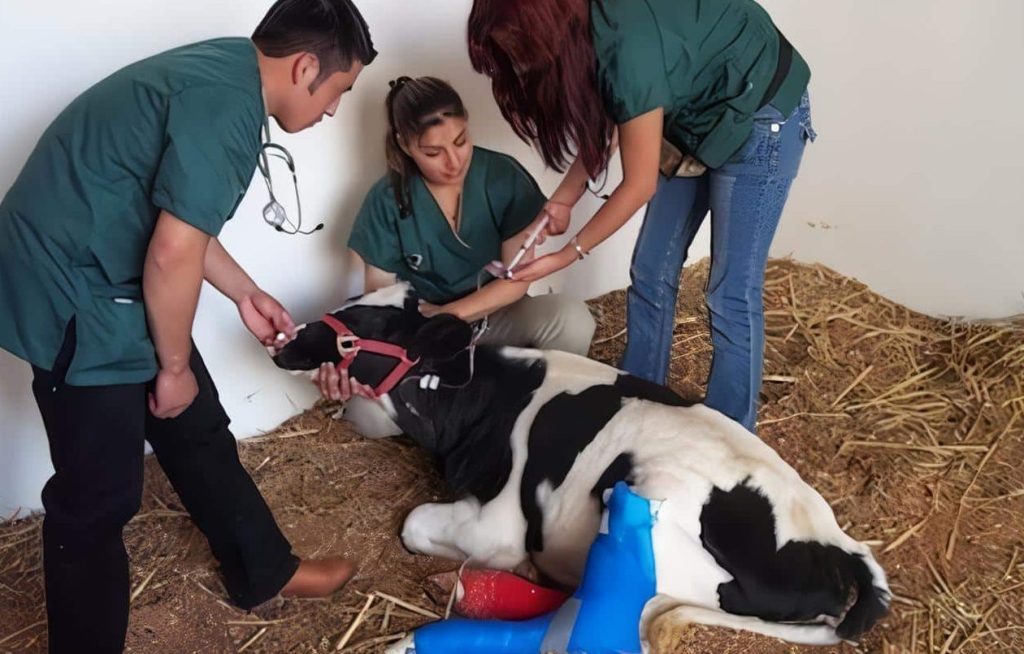 Veterinarias en Sincelejo, Colombia 1 veterinarias en sincelejo colombia